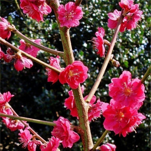 Durazno Japones De Flores Rojas-duplex