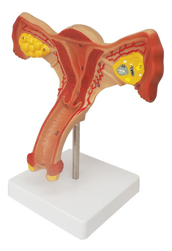Modelo Anatómico Útero Y Ovarios Fisiológicos