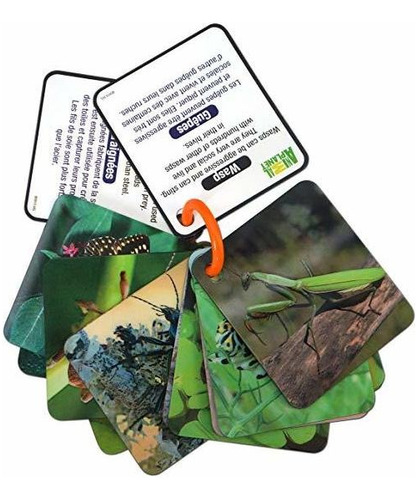 Animal Planet 3d Tarjetas Flash  Bugs