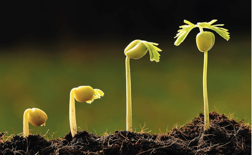 Imagen 9 de 10 de Sustrato Jiffy Turba + Perlita + Base Fertilizante 70 Litros