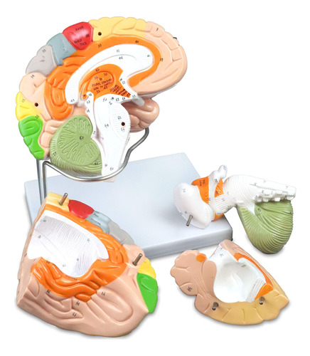 Vision Scientific Vab400 Cerebro Humano Con Codigo De Color 