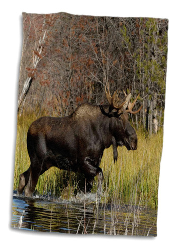3d Rose Bull Moose Wildlife-grand Teton Np-wyoming-us51 Rnu0