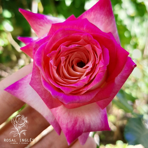 Rosales Trepador- Rosas Matizadas- Kordes Perfecta 10l | MercadoLibre