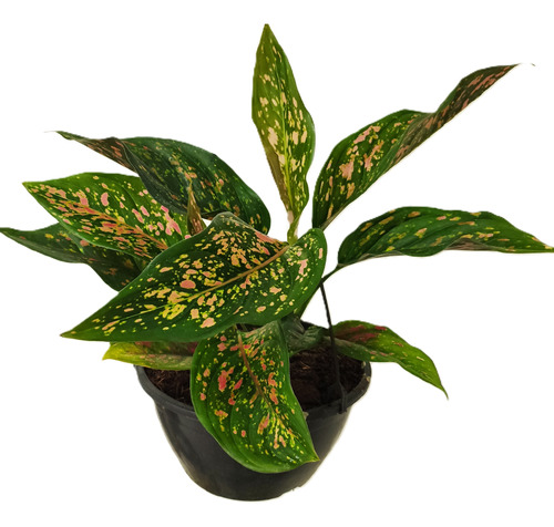 Vaso Planta Aglaonema Chatuchak - Cuia E Suporte