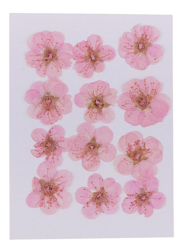 12 Unids Flores Secas Prensadas Accesorios Sanía Rosa Claro