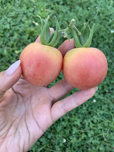 Semillas De Tomate De Colgar O De Guarda Malacara