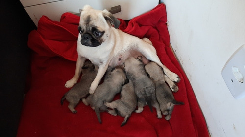Imagem 2 de 4 de Vendo Filhotes De Pung Femeas