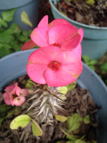 Corona De Cristo Rosa + Sorpresa