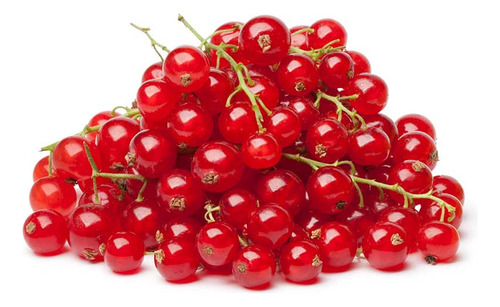 100 Semillas De Planta Grosella Roja Navidad + Sorpresa