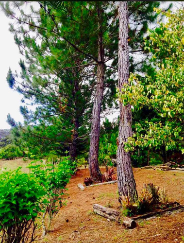 Imagen 5 de 14 de Hermosa Finca De Pino Y Otros Cosechó En San Jose De Ocoa