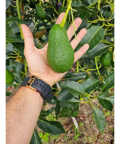 Se Vende Finca En Produccion Aguacate Hass Pijao Quindio