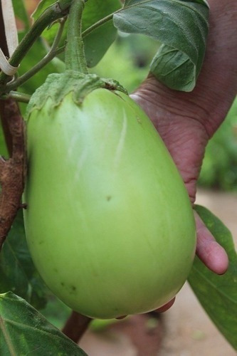 Jaíba Jiló gigante 10 g = 1,900 semillas aproximadas