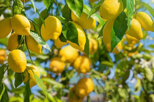 1 Arbolite Limon Eureka, Limon Meyer Laurel Mexicano Semilla