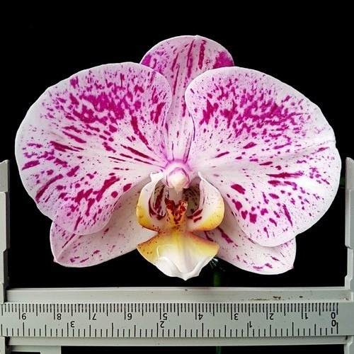Orquídea Phalaenopsis Flor Lilás E Branca ! Planta Adulta ! | MercadoLivre