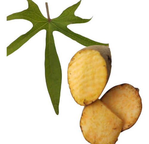 5 Mudas Batata Doce Polpa Amarela Dourada Beauregard