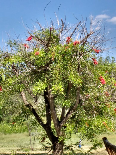 Fabrica De Dulces Con Finca Importante