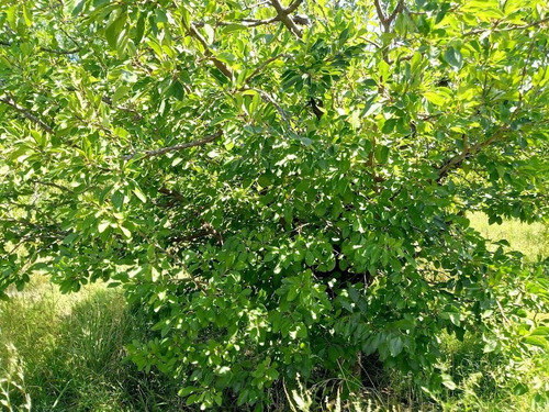 Imagen 15 de 25 de Venta De Finca 14 Ha En Producción - San Rafael Mendoza