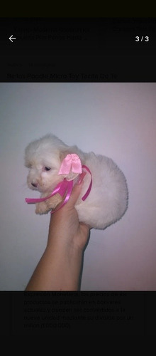 Imagen 2 de 3 de Hermosos Poodle Tacita De Té Micro Toy Garantizado