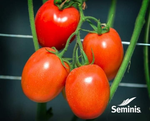 5000semillas De Tomatesaladett Determinado Variedad Sv8579te