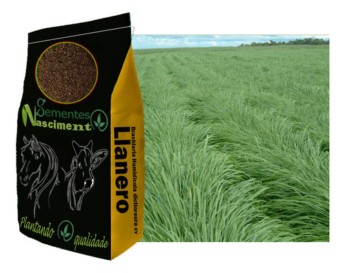 Brachiaria 10kg Humidicula Dictioneura Llanero - P/ 6.000m²