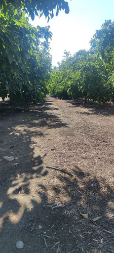 Campo Frutícola En Venta En Linares