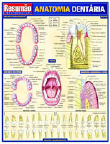 Resumao Anatomia Dentaria - Bafisa, De Sem . Editora Barros Fischer E Associados Ltda, Capa Mole, Edição 1 Em Português