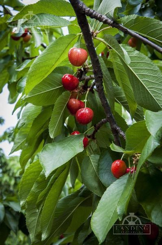 Imagen 24 de 27 de Finca Productiva En Venta En Mendoza, 60 Has Cultivos Intensivos