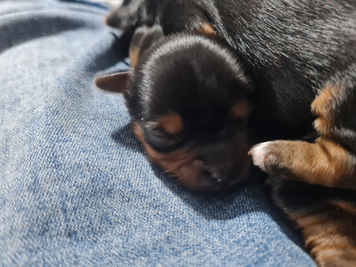 Cachorros Yorkshire