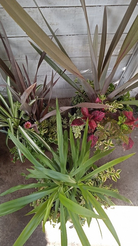 Imagen 3 de 7 de Plantas Decoración, Exterior E Interior!