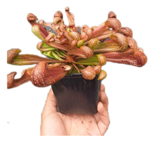 Sarracenia Psittacina  Grande Planta Carnivora Adulta