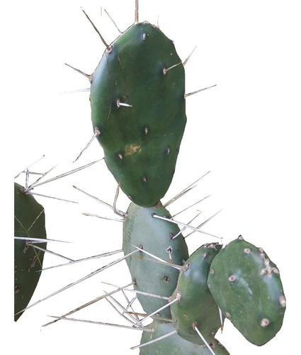 Esqueje Opuntia Tuna Elata Cactus