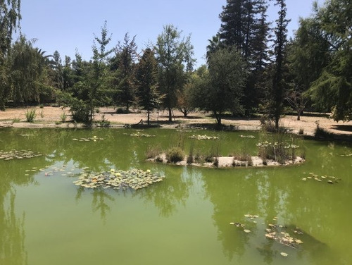 Parque Con Árboles Ornamentales Y Laguna