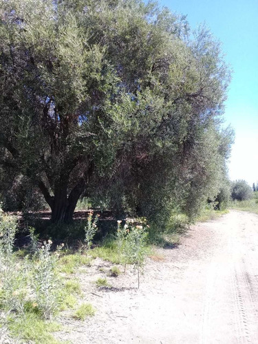 Imagen 10 de 13 de Propietario Venda Casa Y Finca De 17ha En San Rafael Mendoza