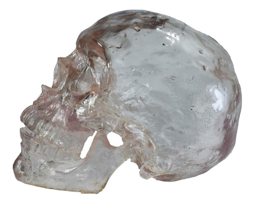 Cráneo Humano De Resina, Mandíbula Articulada Cristal Gratis