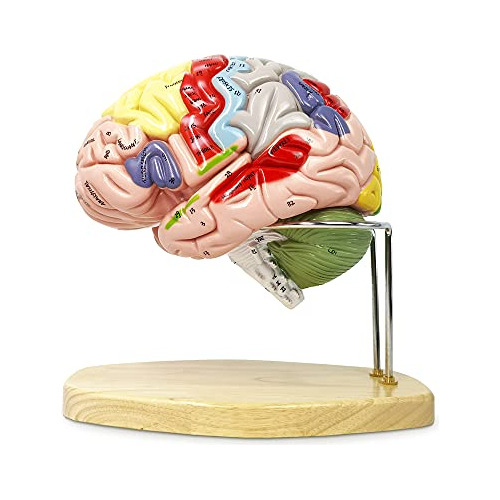 2023 Newest Human Brain Model For Neuroscience Teaching...