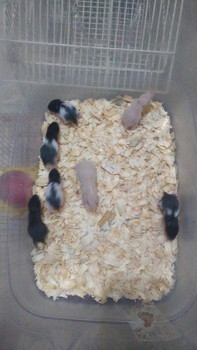 Hamster Sírio / Entregamos A Domicílio