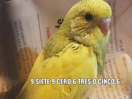 Pericos Australianos