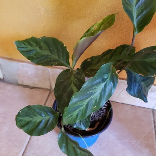Planta Calathea Louisae