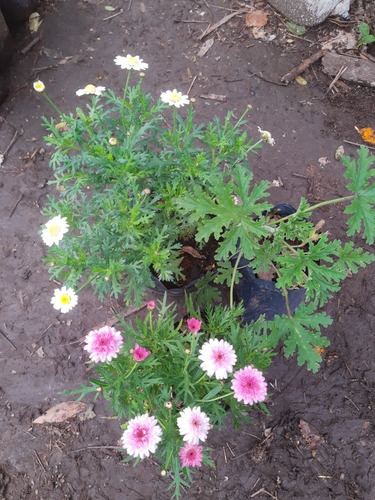 Margaritas, Florales De Jardin