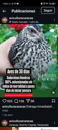 Huevos Codorniz