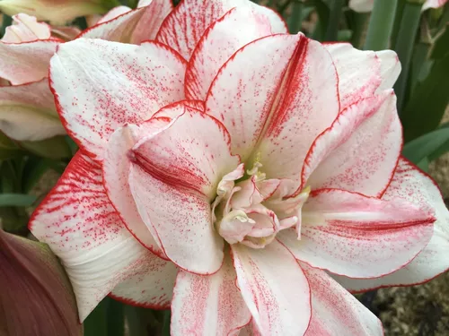 Amaryllis Dobles, Azucenas, Hippeastrum, Lirios Dobles