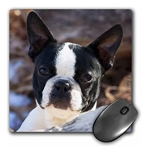 Purebred Boston Terrier Dog Na02 Pwo0017 Piperanne