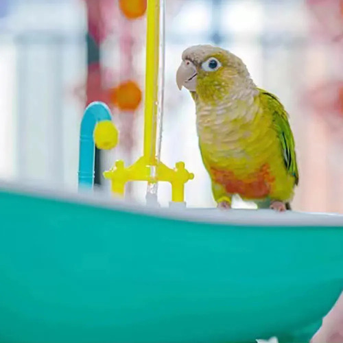 Ducha Automática For Pájaros Y Baño For Loros