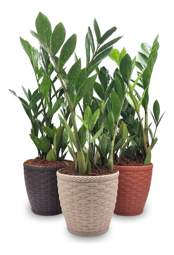 Zamioculca Com Cachepot, Planta Da Fortuna, Feng Shui