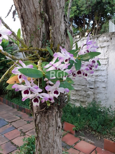 Casa Em Cidade Baixa Com 4 Dormitórios - Pj5578