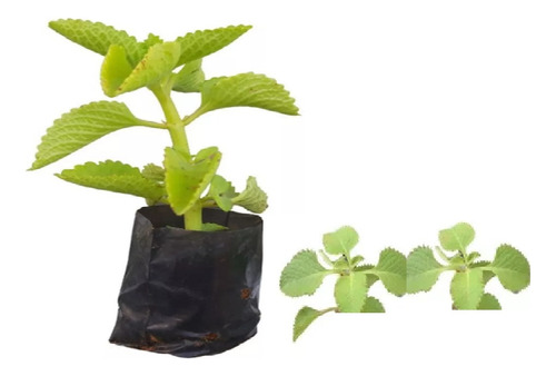 Mudas De Hortelã Pimenta Medicinal - 2 Unidades, 15 Cm.