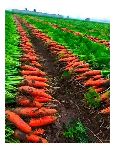 200 Semillas Zanahorias Apto Hidroponia/huerto