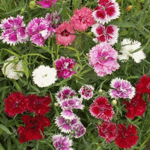 20 Semillas Clavelina China Dianthus Chinensis Mix Colores
