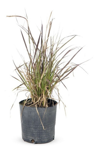 Planta Pennisetum Rubra Exterior Cola De Zorro 3lts
