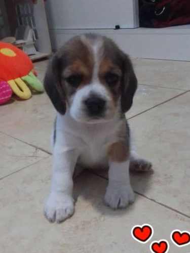 Imagen 3 de 5 de Cachorros Beagle